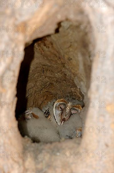 Barn Owl