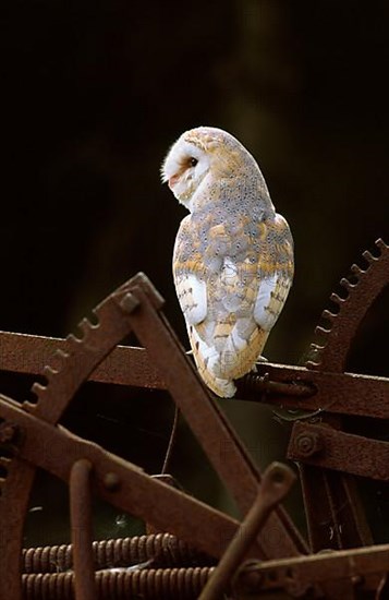 Barn Owl