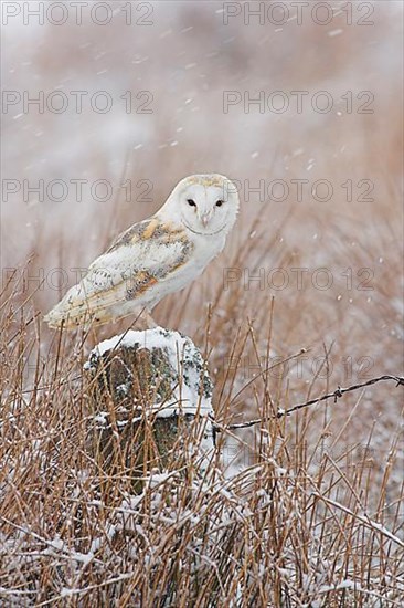 Barn Owl