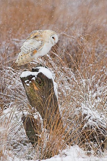 Barn Owl