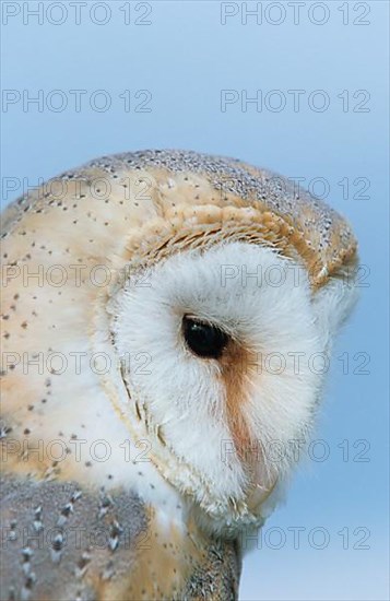 Barn Owl