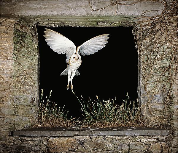 Barn Owl