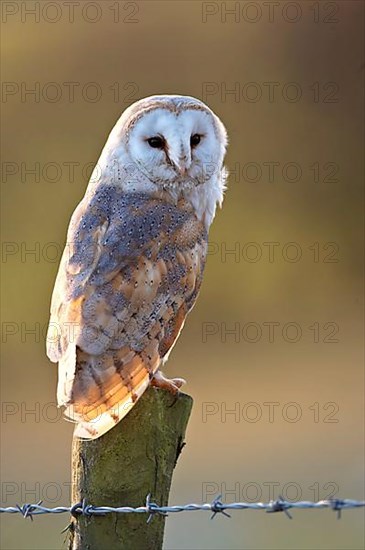 Common barn owl