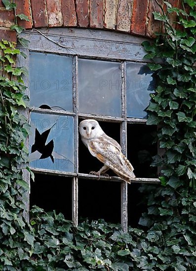 Barn Owl