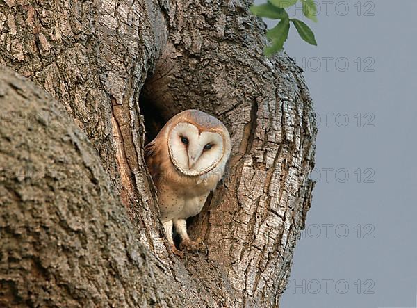 Barn Owl