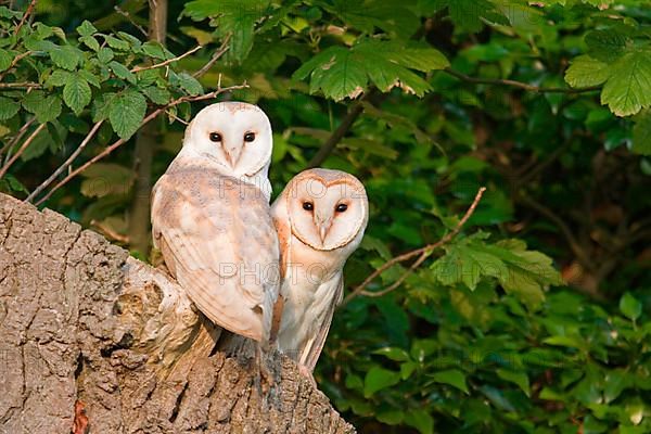 Common barn owl