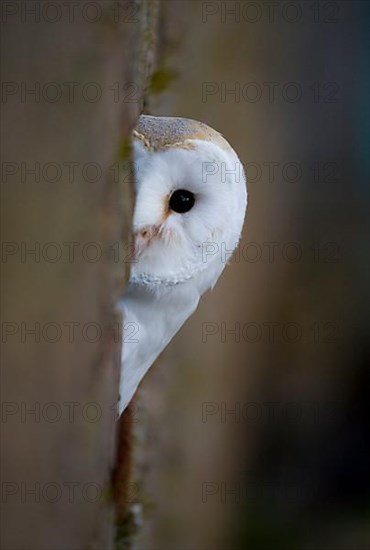 Barn Owl