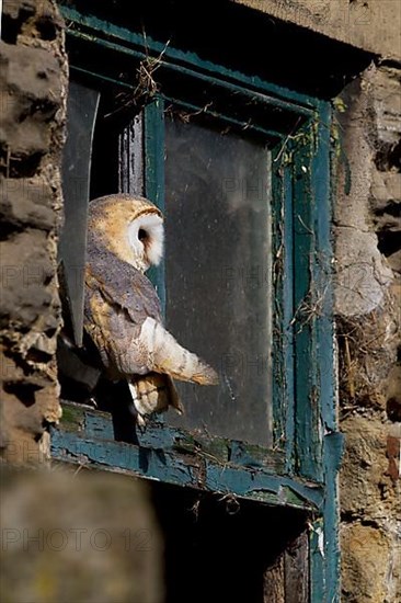 Common barn owl