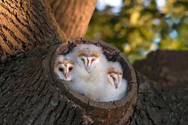 Common barn owl