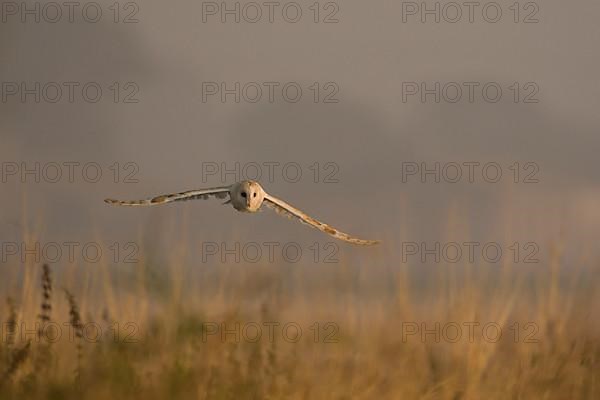 Barn Owl