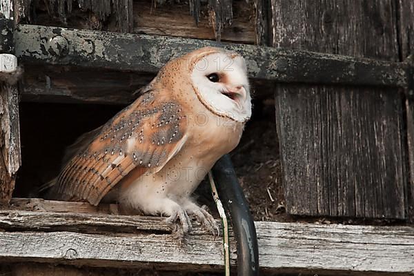 Barn Owl