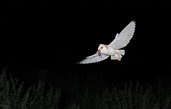 Common barn owl