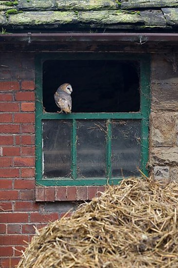 Common barn owl