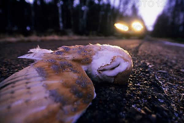 Barn Owl