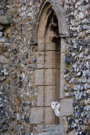 Common barn owl