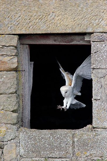 Common barn owl