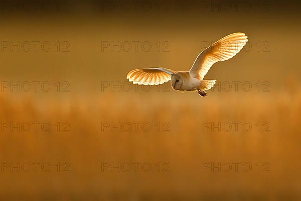 Common barn owl