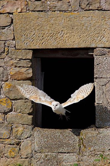 Common barn owl