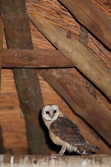 Barn Owl