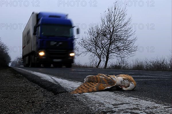 Common barn owl