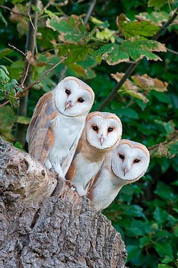 Common barn owl