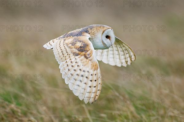 Barn Owl
