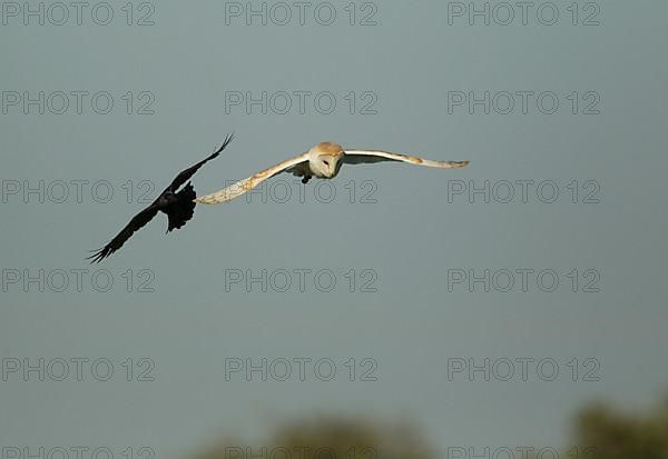 Common barn owl