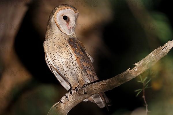 Barn Owl