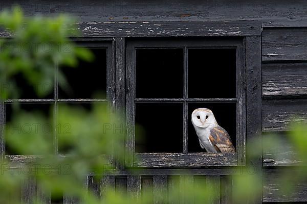 Common barn owl