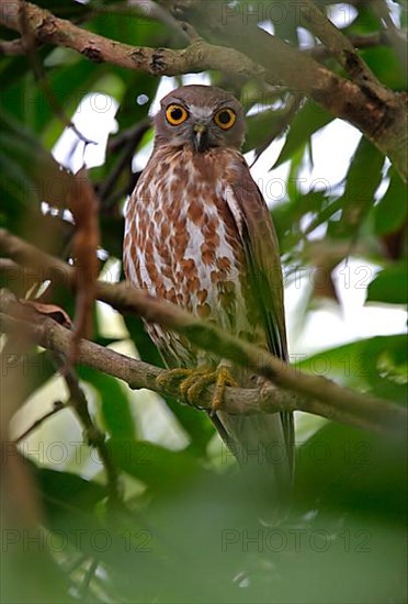 Brown Hawk-owl