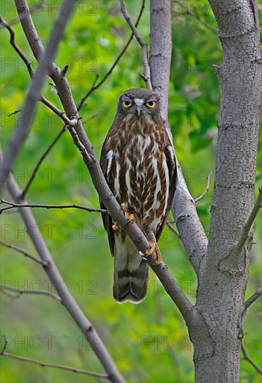 Brown Hawk-owl