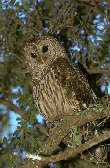 Barred Owl