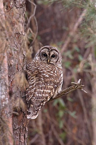 Barred Owl