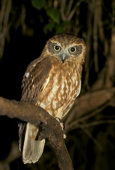 Cuckoo Owl