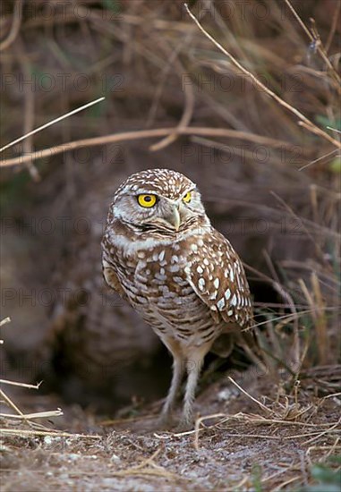 Burrowing Owl