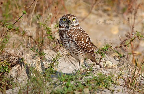 Burrowing Owl