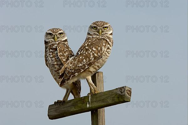 Burrowing Owl