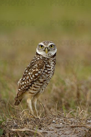 Burrowing Owl