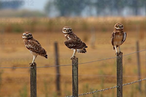 Burrowing Owl