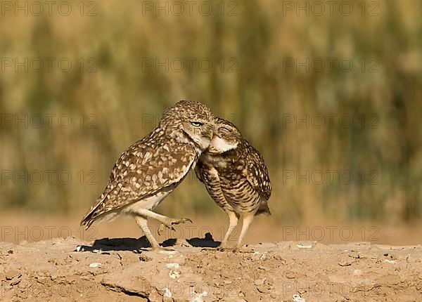 Burrowing owl