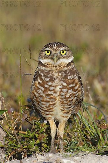 Burrowing owl