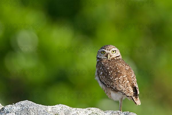 Burrowing owl