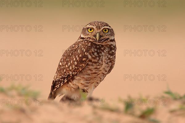 Burrowing Owl