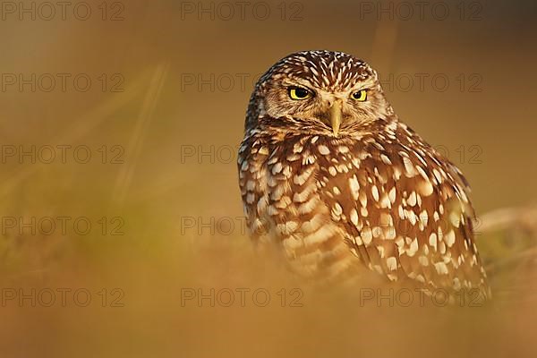 Burrowing owl