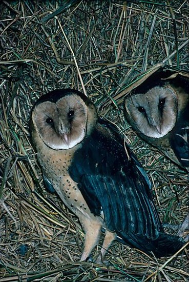 Africa african grass owl