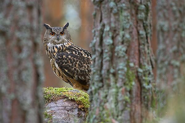 Eurasian Eagle-owl