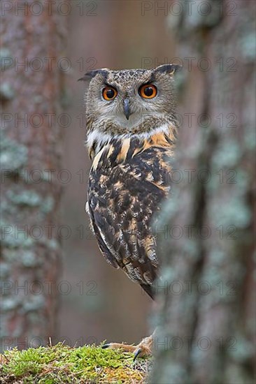 Eurasian Eagle-owl