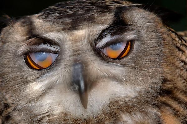 Eurasian eagle-owl