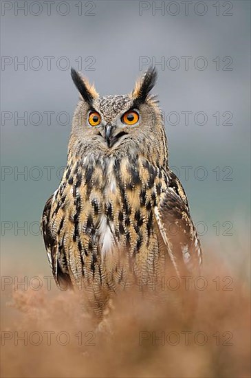 Eurasian eagle-owl