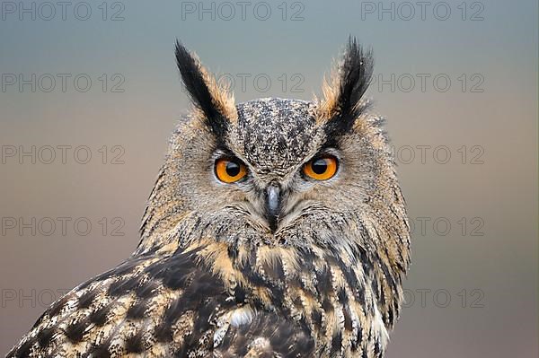 Eurasian eagle-owl